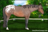 Horse Color:Bay Appaloosa 