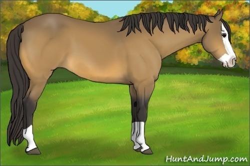 Horse Color:Buckskin Splash