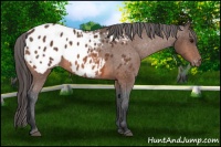 Horse Color:Bay Appaloosa 