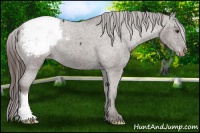 Horse Color:Liver Chestnut Appaloosa 