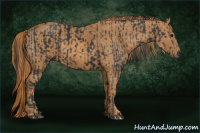 Horse Color:Black Splash Frame  Brindle