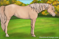 Horse Color:Gold Champagne Roan 