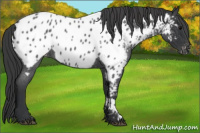 Horse Color:Blue Roan Near Leopard 