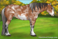 Horse Color:White Spotted Bay Frame Rabicano