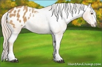 Horse Color:Palomino Roan Splash Appaloosa 