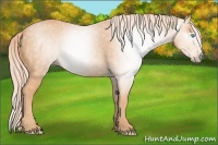 Horse Color:Gray Cremello 