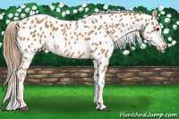 Horse Color:Chestnut Near Leopard 