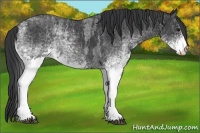 Horse Color:White Spotted Blue Roan Rabicano  Brindle