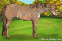 Horse Color:White Spotted Blue Roan Rabicano  Brindle