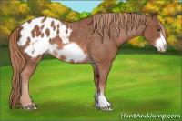 Horse Color:Red Roan Frame Appaloosa