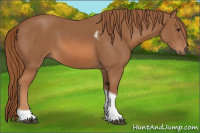 Horse Color:Chestnut Tobiano 