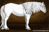 Horse Color:Gray Silver Amber Cream Champagne Roan Dun Splash Tobiano Frame Appaloosa Rabicano 