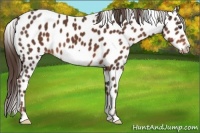 Horse Color:Liver Chestnut Frame Appaloosa 