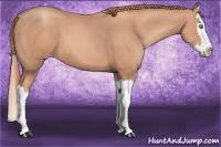 Horse Color:Gold Champagne Sabino Splash 