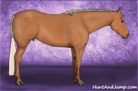 Horse Color:Silver Bay Sabino 