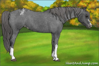 Horse Color:Black Blanket 