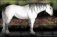 Horse Color:Gray Bay Rabicano 