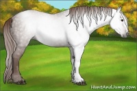 Horse Color:Gray Chestnut Rabicano 