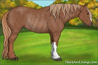 Horse Color:Chestnut Rabicano 