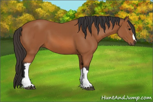 Horse Color: Bay 
