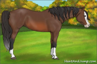 Horse Color:Bay Splash 