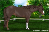 Horse Color:Liver Chestnut 