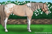 Horse Color:Bay Splash Tobiano Appaloosa  Brindle
