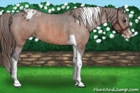 Horse Color:Bay Splash Tobiano Appaloosa Brindle
