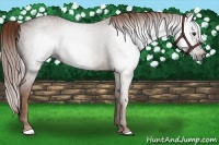 Horse Color:Gray Chestnut 