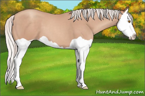 Horse Color: Silver Classic Champagne Splash 