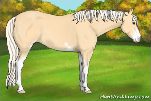 Horse Color: Palomino Sabino 