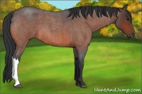 Horse Color:Bay Roan 