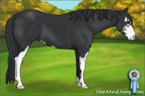 Horse Color: Black Sabino 