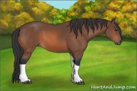Horse Color:Bay Tobiano 