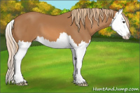 Horse Color:Chestnut Splash 