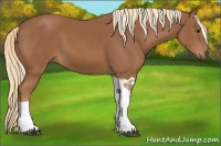Horse Color:Chestnut Tobiano 