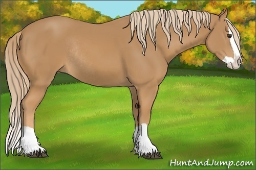 Horse Color: Chestnut Splash Rabicano 