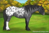 Horse Color:Blue Roan Appaloosa 
