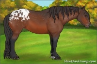 Horse Color:Bay Appaloosa 