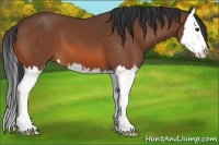 Horse Color:Bay Splash