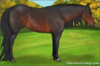 Horse Color:Brown 