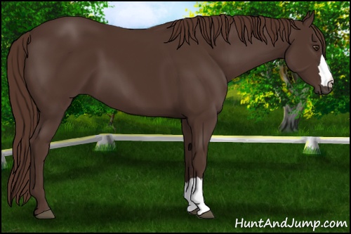 Horse Color: Liver Chestnut 