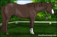 Horse Color:Liver Chestnut 
