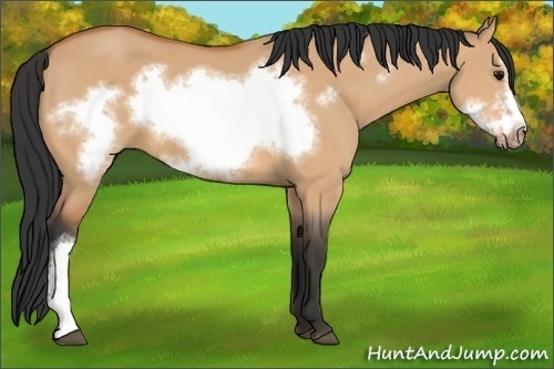 Horse Color:Bay Dun Frame