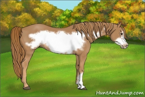 Horse Color:Chestnut Frame 
