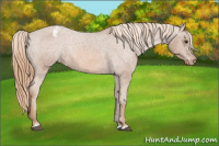 Horse Color:Chestnut Snowcap Rabicano 