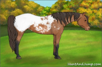 Horse Color:Bay Appaloosa 