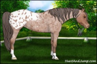 Horse Color:Bay Roan Appaloosa 
