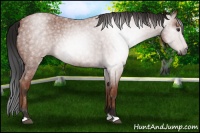Horse Color:Gray Bay Roan Rabicano 