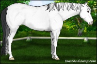 Horse Color:White Spotted Bay 